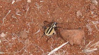 ナミブ砂漠の昆虫insects in Namib Desert [upl. by Hal]