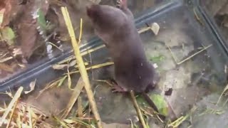 American ShortTailed Shrew Blarina carolinensis [upl. by Wichman]