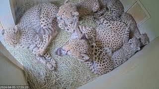 7MonthOld Cheetah Cubs Cuddle Together With Mom [upl. by Laurentia]