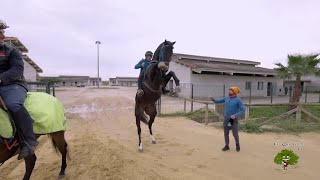 Caída del caballo del presentador de Todo Caballo Juan Ramón Romero [upl. by Nelleeus]