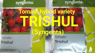 Trishulत्रिशूल Tomato Syngentabest tomato seeds [upl. by Ybrek]