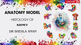 Model of Kidney  Histology  OSPE preparation  Dr Shehla Aman [upl. by Brothers]