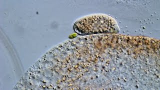 Freshwater ciliate showing a thigmotactic behaviour [upl. by Svensen]