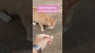 Cat mengmeng holiday in batam cat kucinglucu meong catviral catvideos catshort [upl. by Bradlee177]