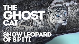 The Ghost Cat of Spiti Valley [upl. by Assiral]