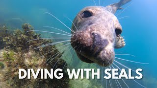 Diving with seals in Lundy Island Devon [upl. by Bernard]