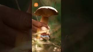 Attention aux champignons  🍄 Partie 1 champignons forêt [upl. by Ecined]