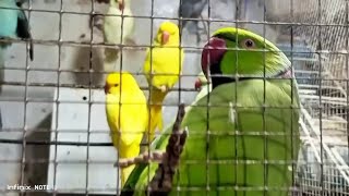 Mian Mitthu The Talkative Parrot and His Feathered Friends in the Aviary  Parrots amp Persion cat [upl. by Carlisle]