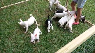 Bull Terrier Puppies playing in an outside pen [upl. by Keir]