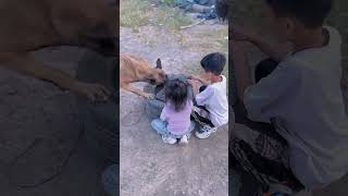 Dog save the life shorts youtubeshorts shortsfeed [upl. by Jacquie]