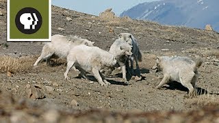 Wolf Pack Teams Up to Fight Off Intruder [upl. by Leoline516]