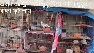 এবার অস্ট্রেলিয়ান ঘুঘু দিয়ে দোলে ঘুঘু পাখির বাচ্চা ফুটালাম।লাল ঘুঘু ডিম দিয়েছে। [upl. by Bird]