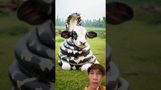 animals cowfighting cow snake cowes motivation [upl. by Atneciv]