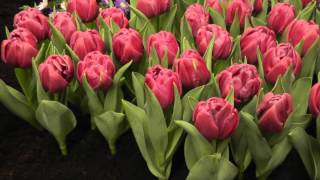 Tulip quotDouble Youquot  Double Late Tulip Flower Bulbs [upl. by Reedy769]