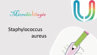 Urgences  MicrobioLOLogie  Staphylococcus aureus 🧫🦠 [upl. by Yllehs445]