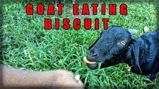 Bangladeshi Goat Eating Biscuit [upl. by Salchunas]