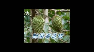 《自然療法與你》EP219 刺果番荔枝 [upl. by Lemmuela]