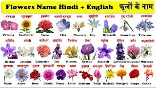 20 Flowers Name English to HindiFlowers Name with Pronunciationफूलो के नाम हिंदी और इंग्लिश में 🌺🌼 [upl. by Ardel]