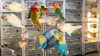 Haseeb Rao Colorful Lovebirds Mutation Breeding Setup [upl. by Aihsoj]