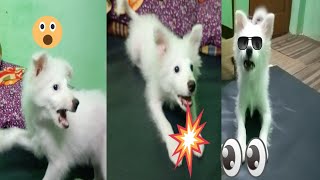 Bark Bites  Exclusive Indian Spitz Recipes For Homemade Dog Treatsquot [upl. by Suiradel270]