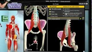 How Iliopsoas Muscles Work 3D Anatomy of Muscles in Motion [upl. by Atterbury919]