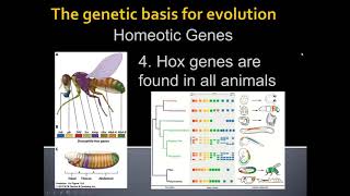 Unit 332 Homeotic Genes [upl. by Amahcen970]