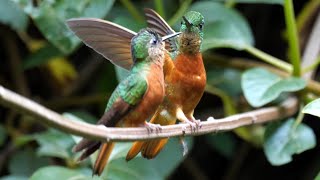 Birds of Ecuador Hummingbirds [upl. by Edin]