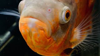 Albino Oscar Cichlid [upl. by Martelli]