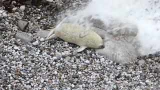 9 day old seal pup sleeping gets woken up by a big wave hitting him [upl. by Anerac967]