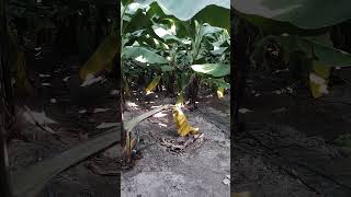 Banana farming management banana [upl. by Bahe]