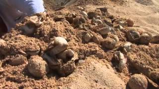 New born baby sea turtles run to the ocean in Cozumel Mexico [upl. by Marlow]