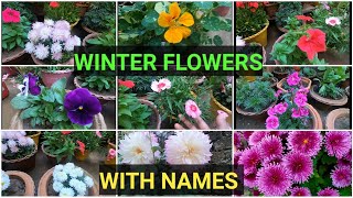 Top 10 winter flower plants must have in your flower garden [upl. by Derdle]