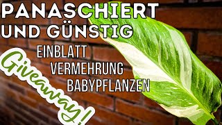 Das Einblatt  Spathiphyllum variegata  Zimmerpflanzen Pflege und Vermehrung Spezial über Ableger [upl. by Demb393]