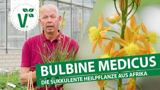 Bulbine Medicus  Die ErsteHilfePflanze [upl. by Dagmar36]