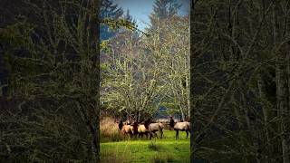 ELK HERD At the Apiary ￼ [upl. by Amuh382]