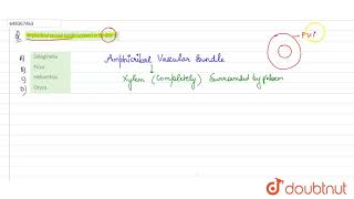 Amphicribral vascular bundle is present in the stem of  11  HISTOLOGY AND ANATOMY OF FLOWERIN [upl. by Iramohs]
