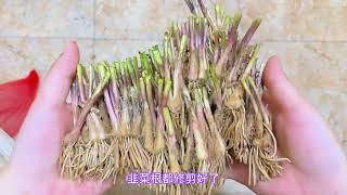 盆栽韭菜的种植方法 [upl. by Townie448]