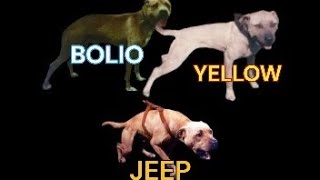 3 PITBULL BLOODLINE PUPPIES 2024 THE HOLY GRAIL REDBOY JOCKO BOLIO amp JEEP [upl. by Briscoe]