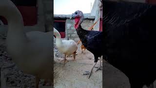 Morning LibertyOur Diverse Flock Enjoys Freedom shorts viralvideo trending birds pets hen [upl. by Auria]