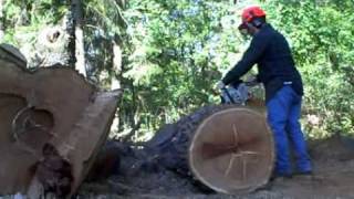 Echo CS670 cutting Red Oak [upl. by Fisher]