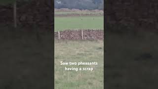 Two Cock Common pheasants fighting avian nature [upl. by Fairley275]