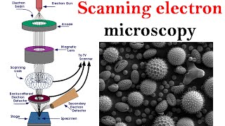 Electron microscopy lecture  Scanning electron microscope [upl. by Ecad]