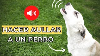 Prueba para Hacer Aullar a un Perro 🐶🔊 Sonidos para perros [upl. by Suiremed595]