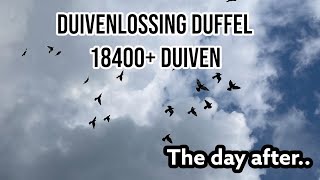 Duivenlossing Duffel 18388 duiven  The Day After  Postduiven [upl. by Matlick]