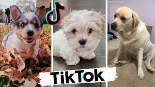 TikToks that make you go AAWWW  Funny Dogs of Tik Tok  Try Not to Laugh  Dog Squad [upl. by Matronna812]