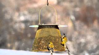 PerkyPet® Original Brass Wild Bird Feeder [upl. by Lauber6]