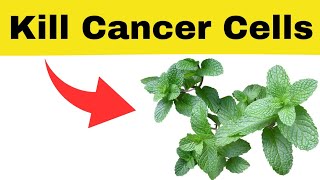 8 Herbs That Kill Cancer Cells [upl. by Yhtur]