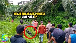 Karawang Gempar Warga Temukan Ular Naga Hidup Bersisik Kasar Seperti Biawak di Tengah Hutan [upl. by Eniwtna]