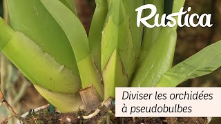 La division des orchidées a pseudobulbes [upl. by Aire]