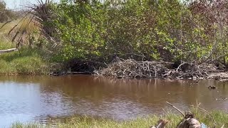 Sanibels freshwater ecosystems have turned salty [upl. by Trilbee]